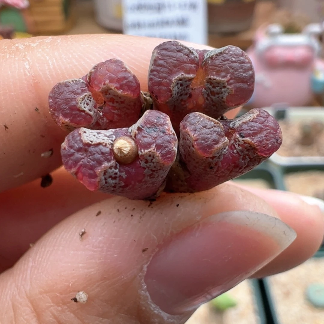 913。江南全窗超蝶 多肉