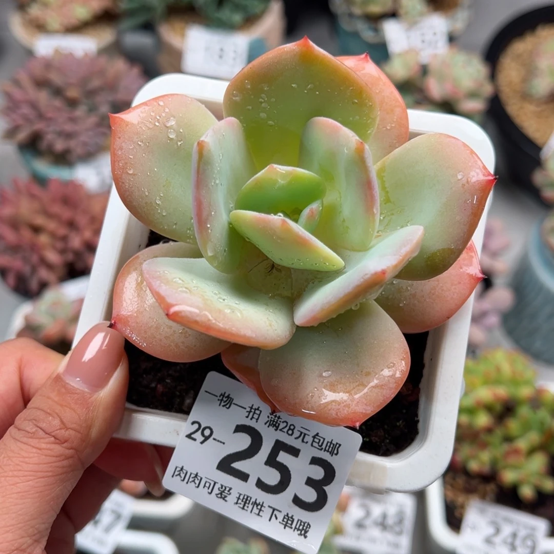 白凤多肉多肉多肉多肉