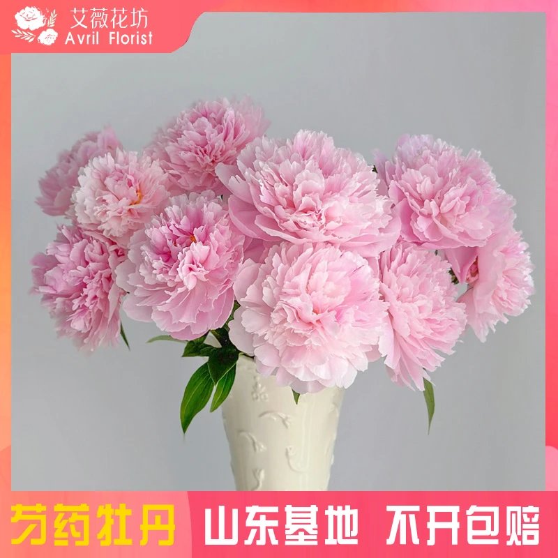 『现货-种生粉』芍药鲜花  芍药鲜切花 山东基地直发