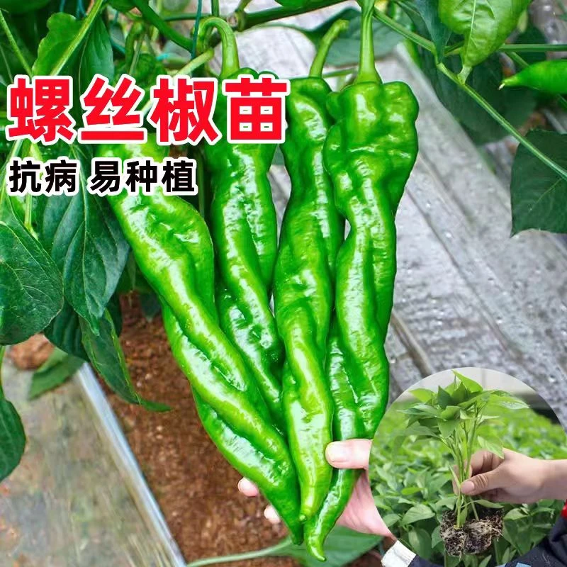 螺丝椒辣椒带土苗高产香辣特大辣椒种籽螺丝椒薄皮南方盆栽秧子