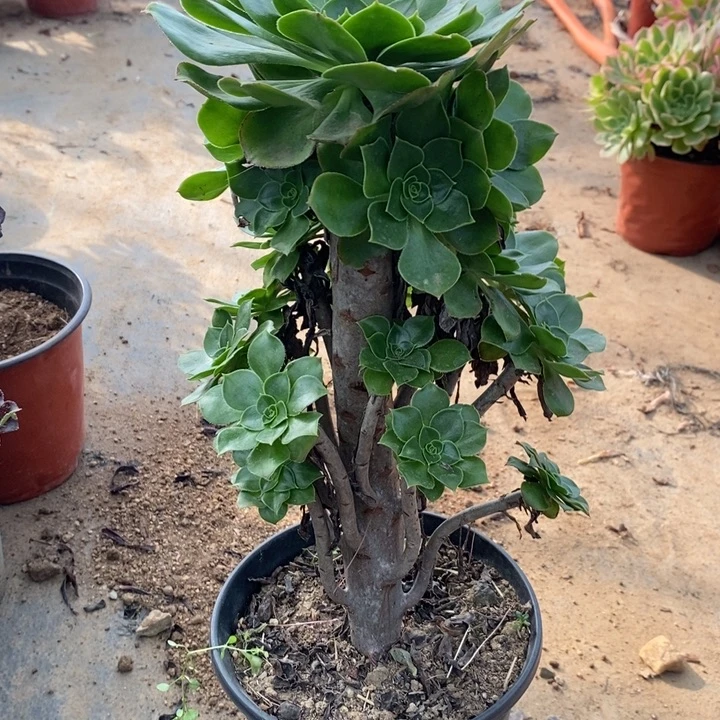 君美丽44多肉植物法师法师