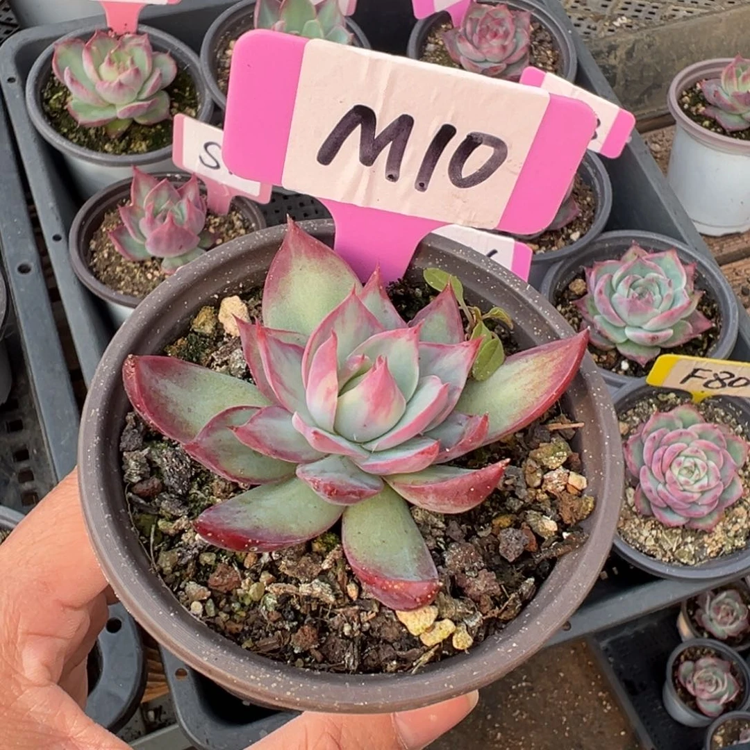 熊***毛M10惊鸿单头多肉