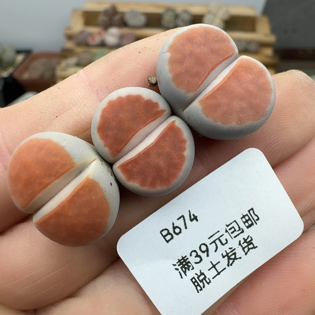 664多肉哈哈哈哈哈哈