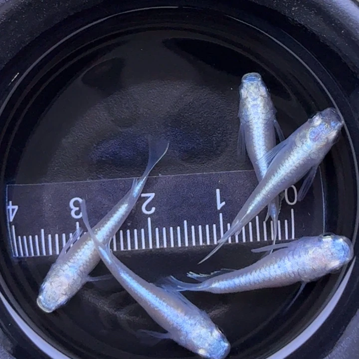 青鳉鱼短体白珍珠37号