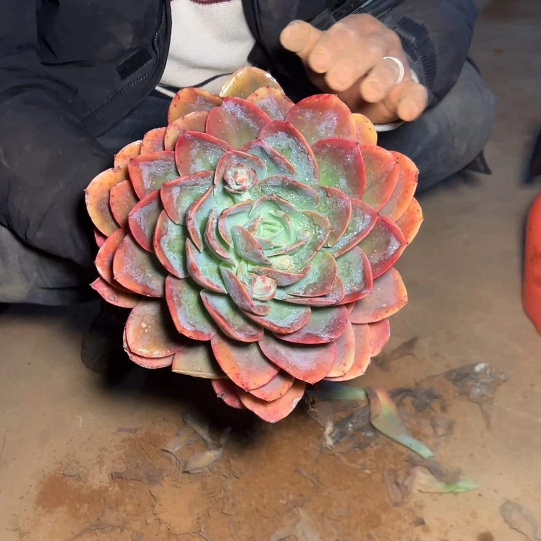 绮罗大单头 福利一颗