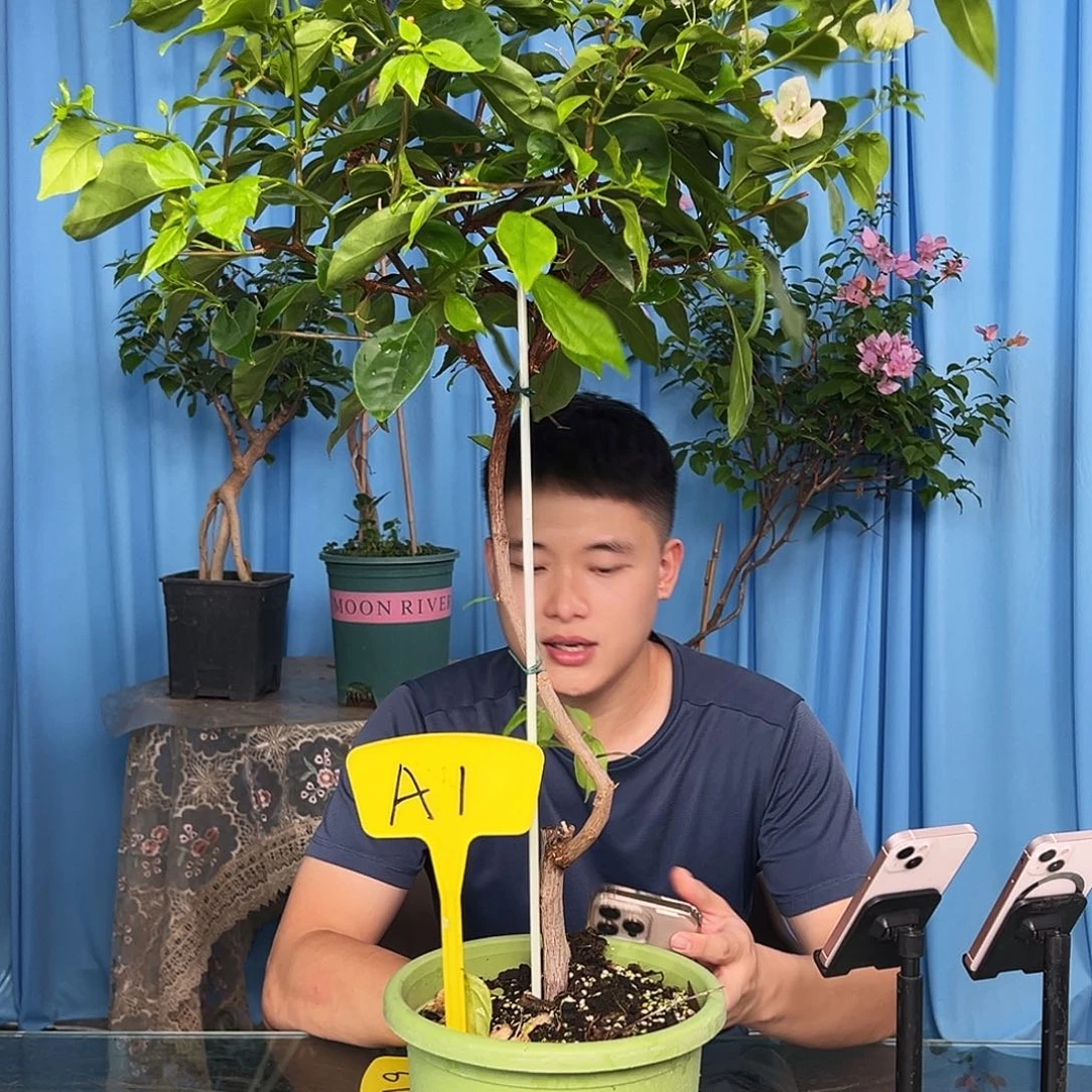 涵***宝当前无花栽培后可以开花A1广红英