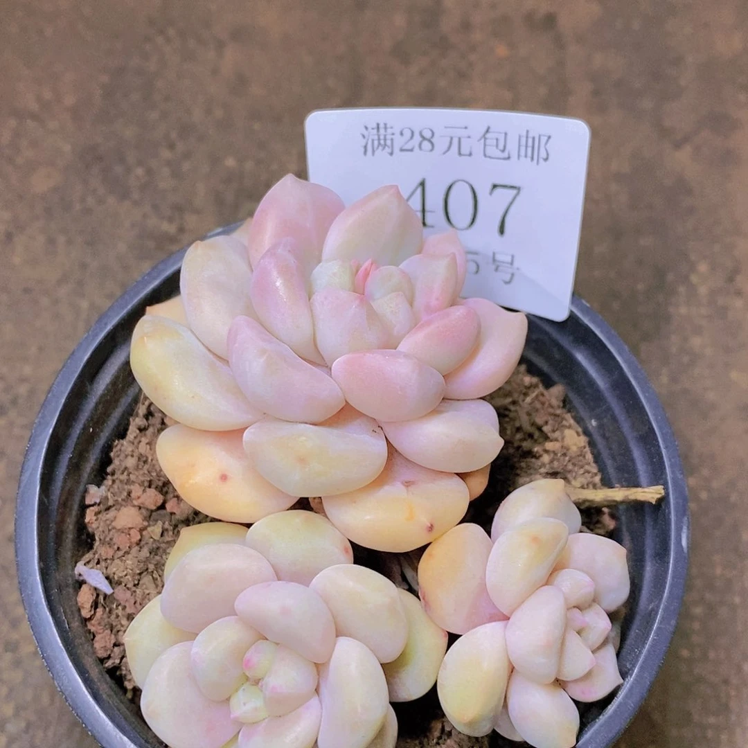 【闪购商品】云407