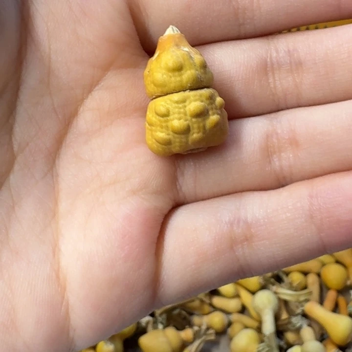 葫芦葫芦葫芦葫芦葫芦