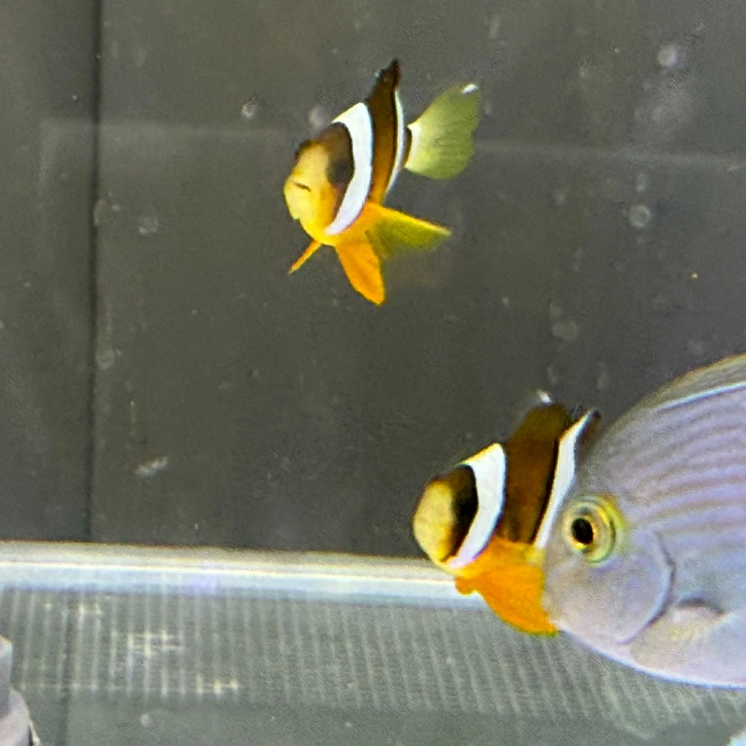 金双带小丑 海水鱼 开口秒颗粒 已检疫养定 不包含运费及包装费