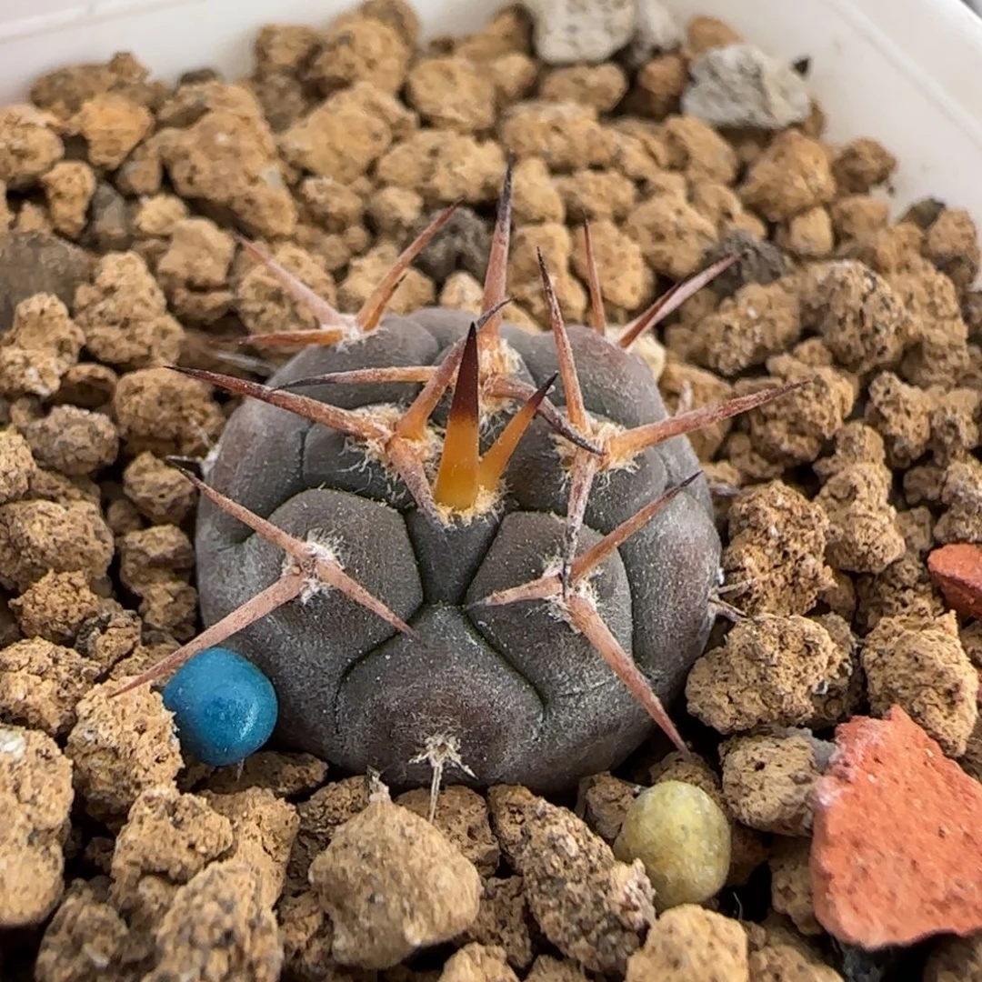 02实生守金摩天龙多肉1.6