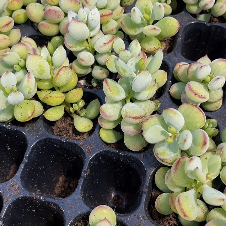 小打磨1元带土发