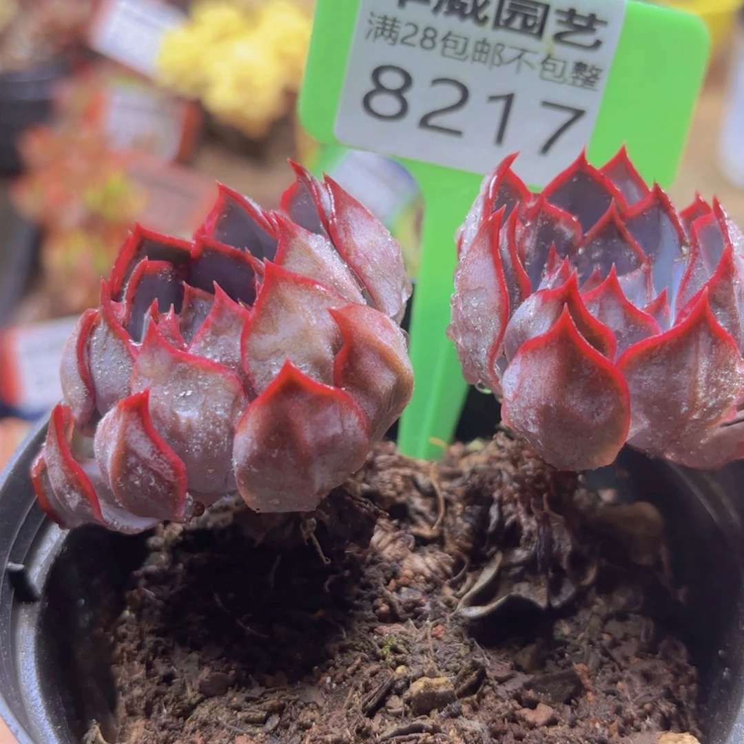 8217（28包邮福利）