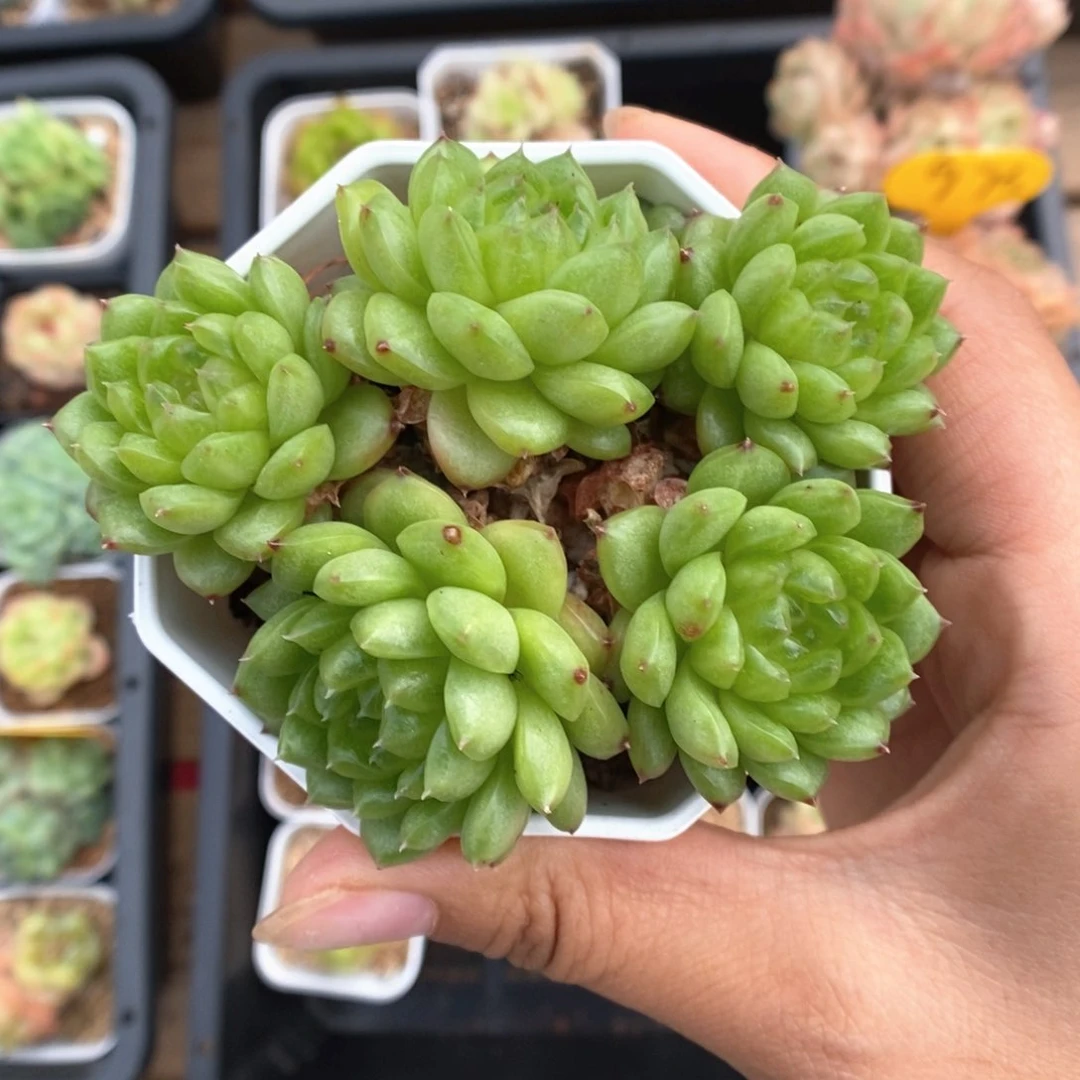 灯泡珍妮群生448号