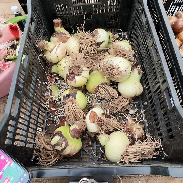 直播间那框粉色交响曲瑕疵球一个