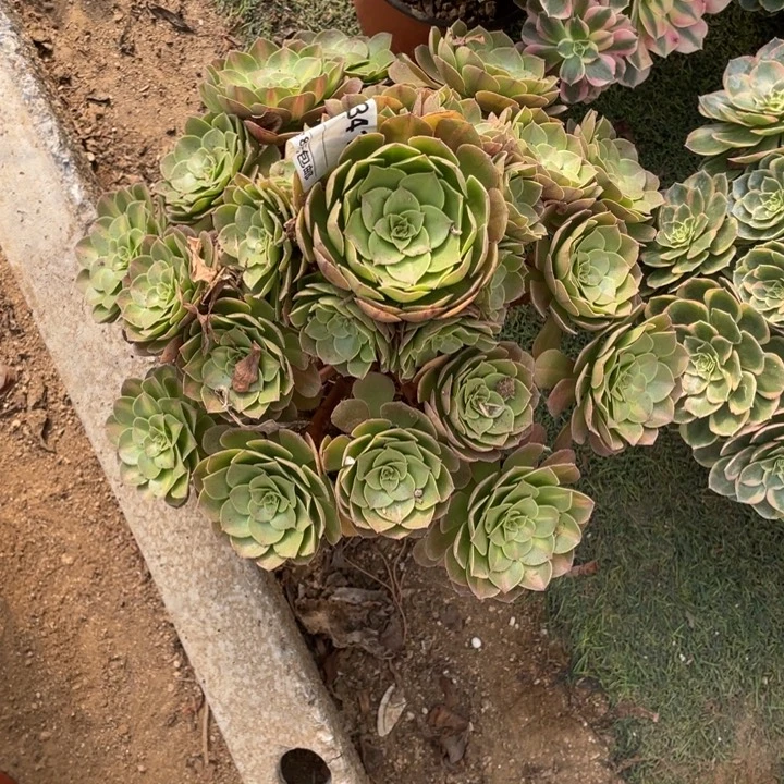 多肉植物抹茶法师341