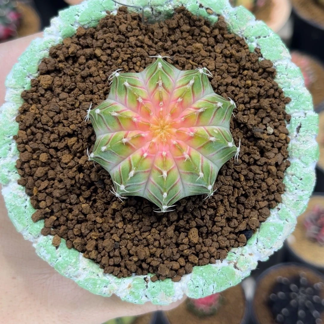 皇室肋骨轮回——————