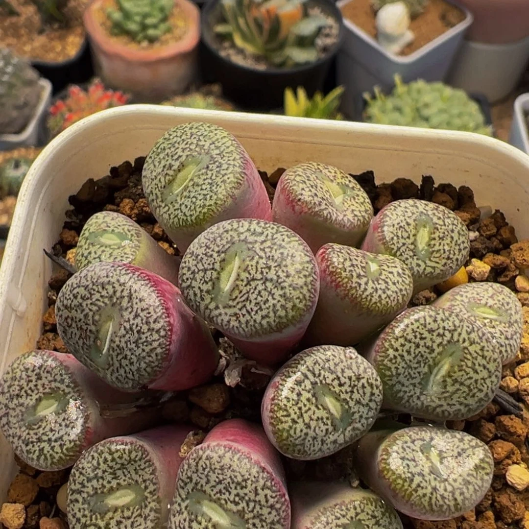 170多肉植物百科植物