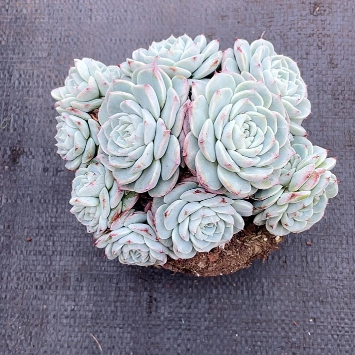 无砍群生老桩天鹅绒19