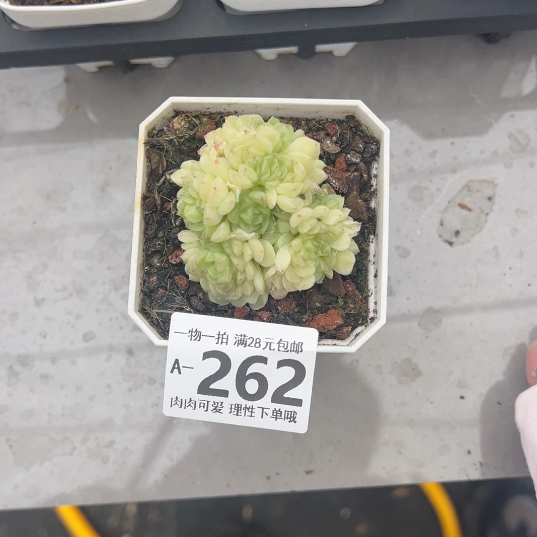 绿绣球多肉多肉多肉多肉