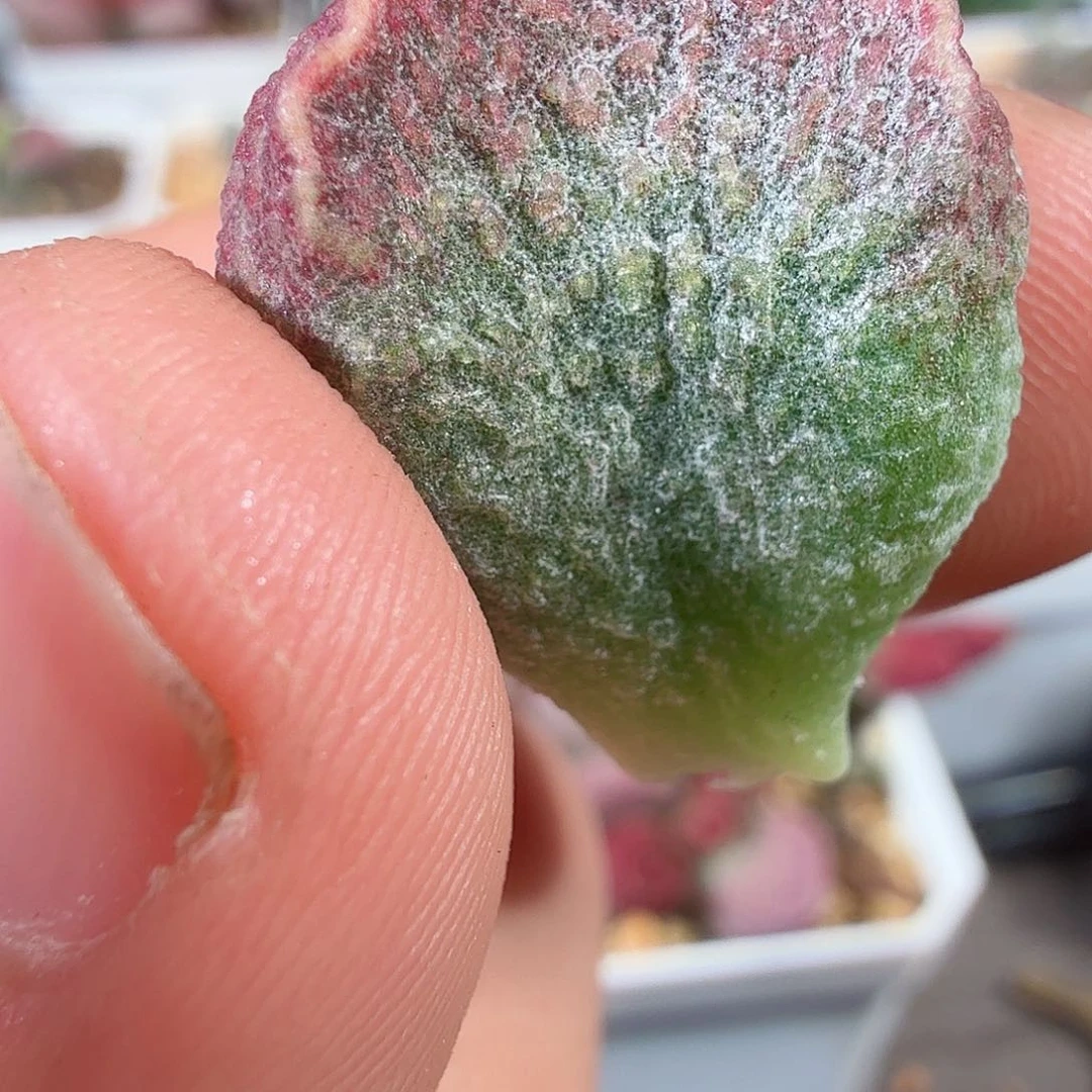 王***ღ墨渊叶子