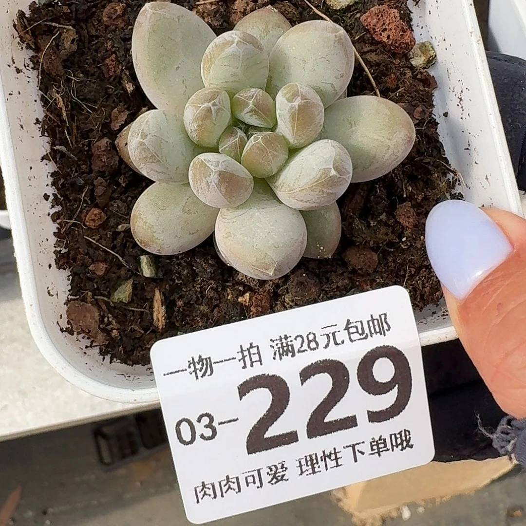 绿心美人无盆土发货无