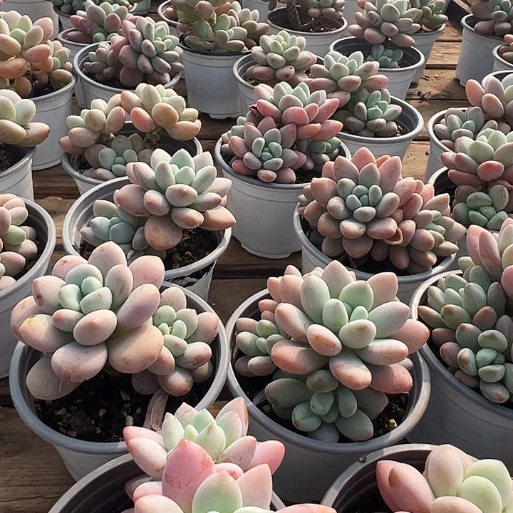 红洛神       福利多多