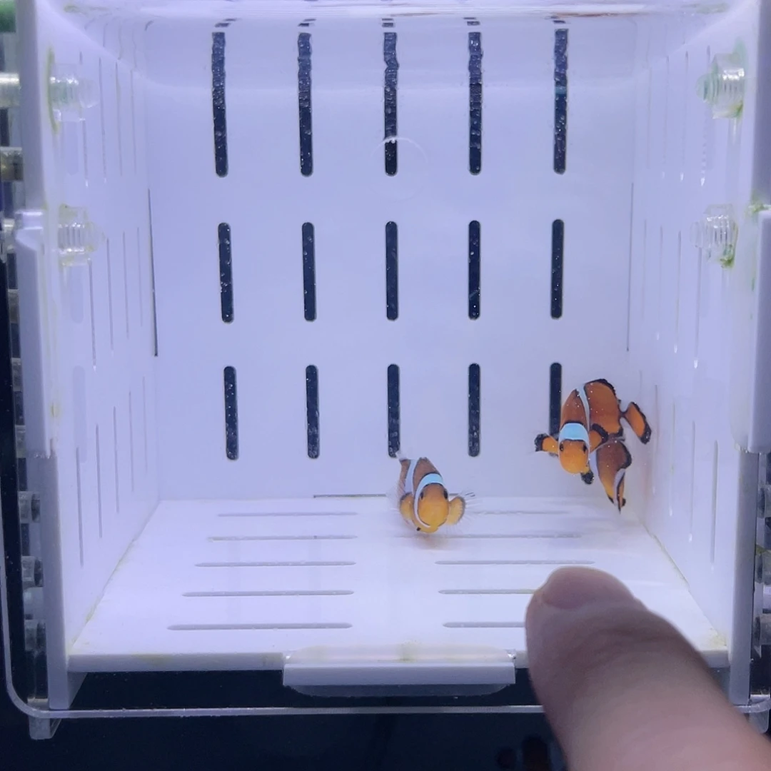 海水鱼断纹焦糖公子