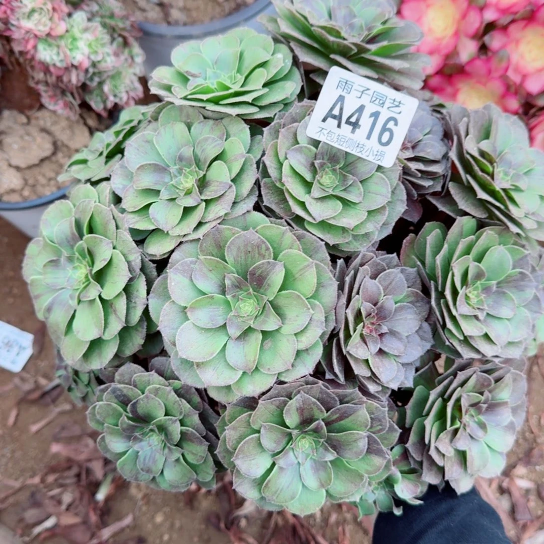 花月夜法师多肉植物