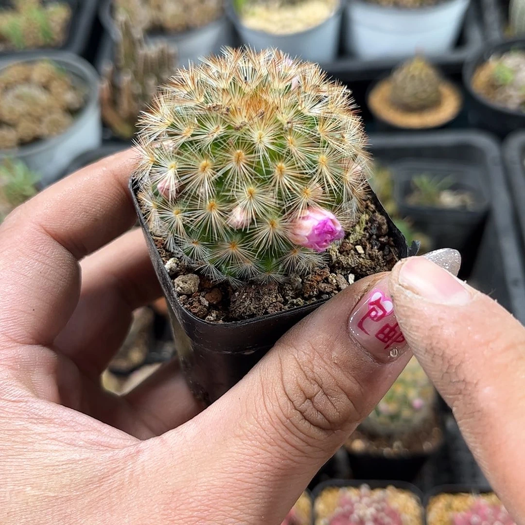 单头嘉文丸单头发货有根