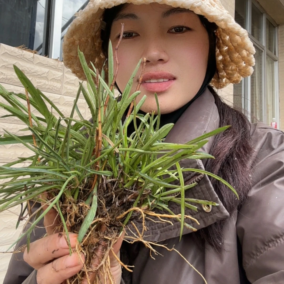 岷县 野生自然生长 北柴胡  大小不等