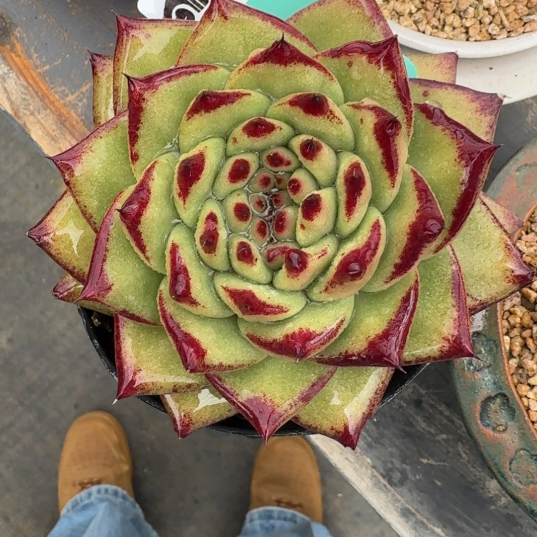 从前慢多肉精选编号1217.122