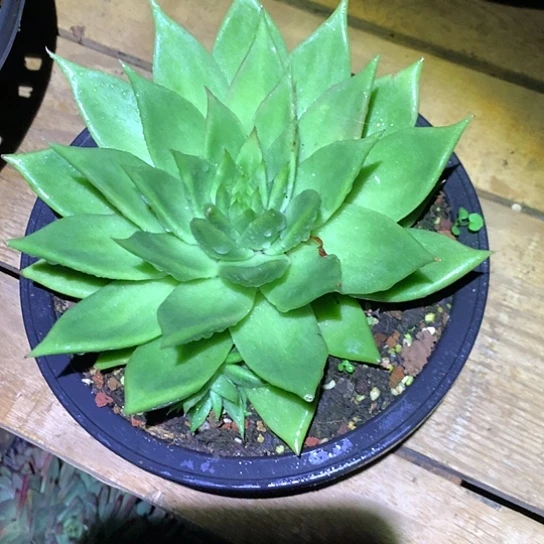 美肉特价活动开始啦