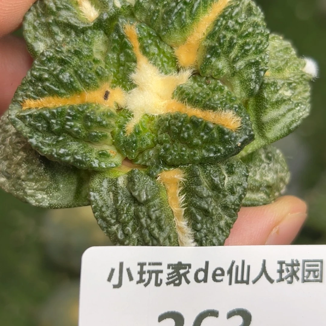 363 仙人球的海鲜