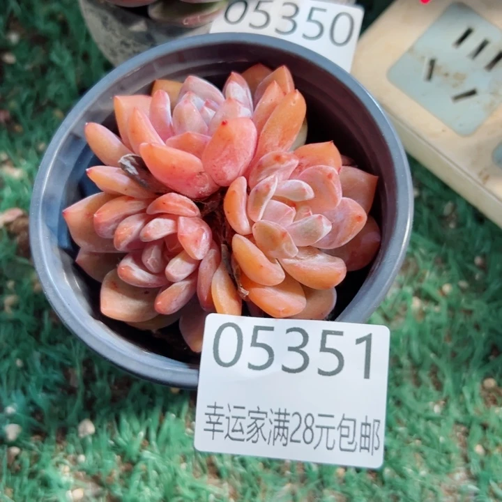 幸运的是我还在等着