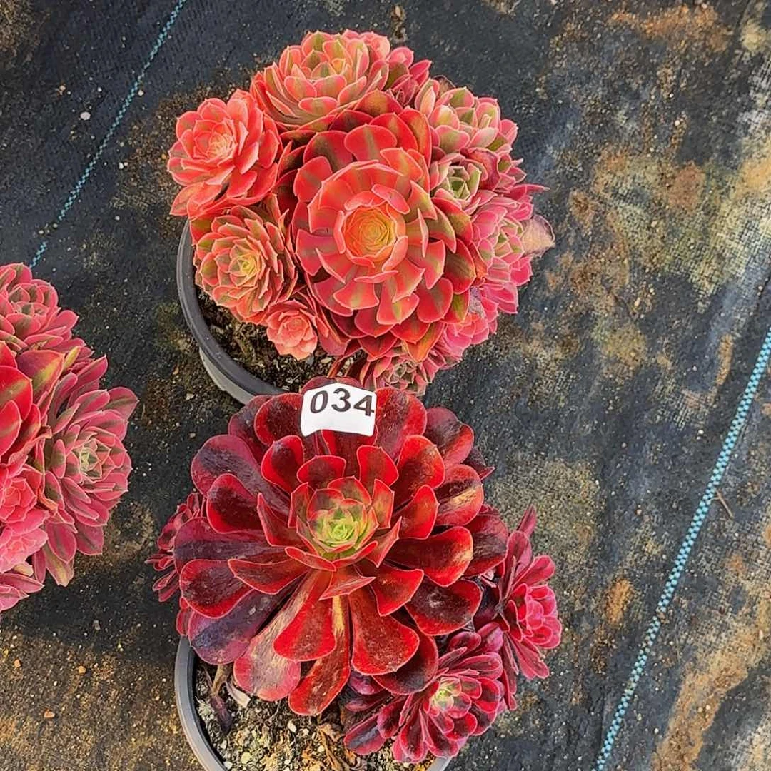 034两颗嫩桩多肉植物