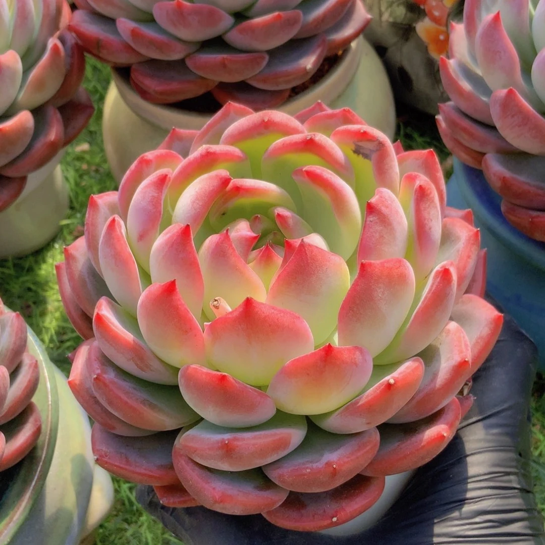 快**月红鸾一颗单头58