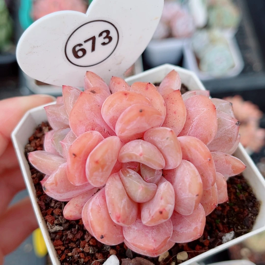 风靡园艺雪天使朵朵缀