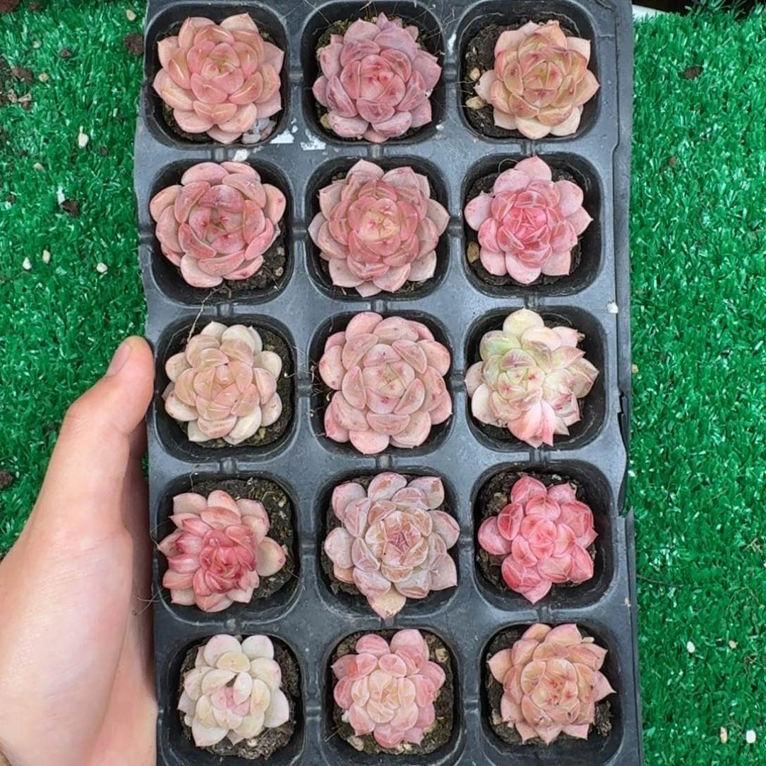多肉一物一拍12-84
