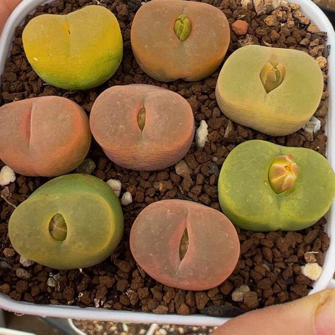 8棵多肉植物带盆百科