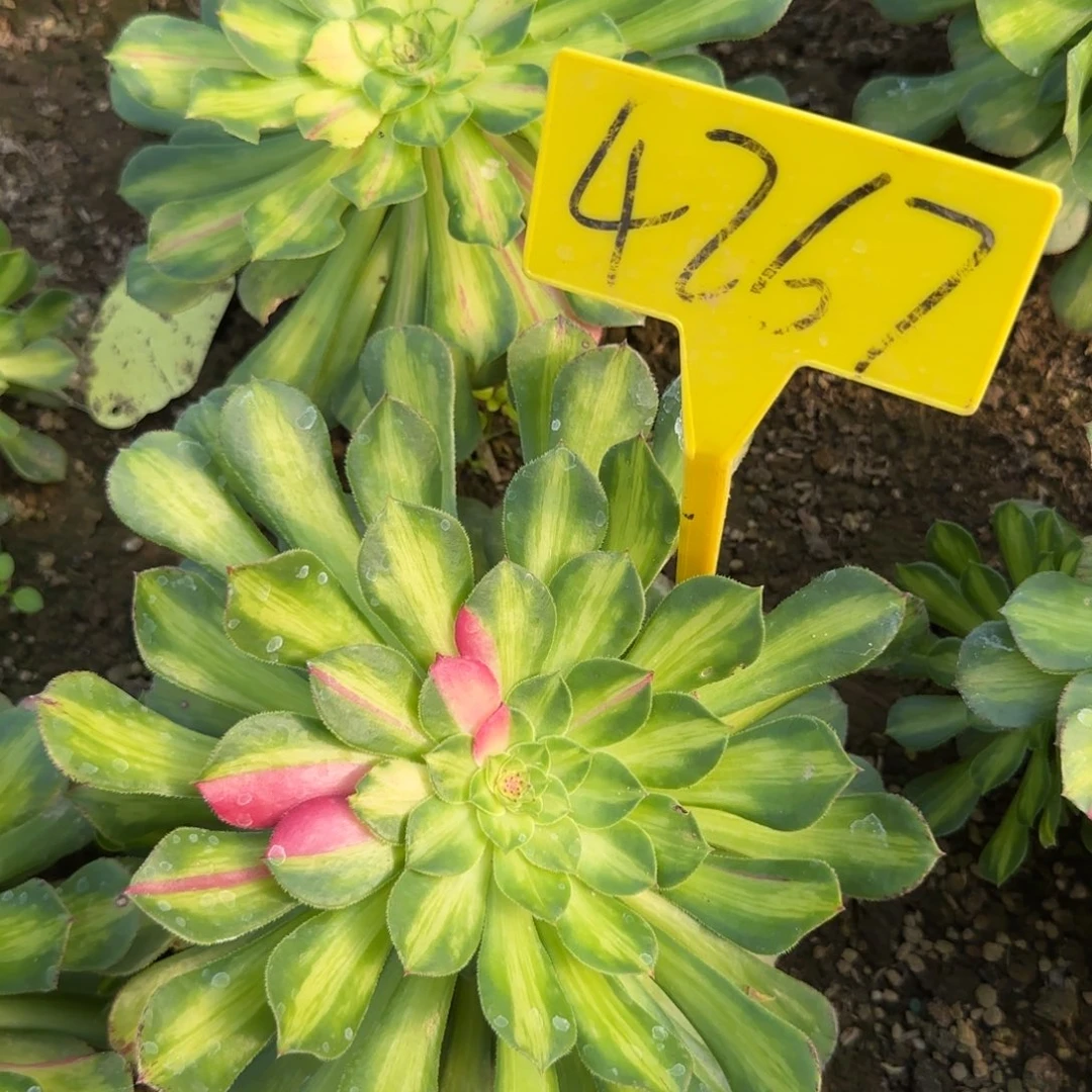 4267---知否。知否？知否