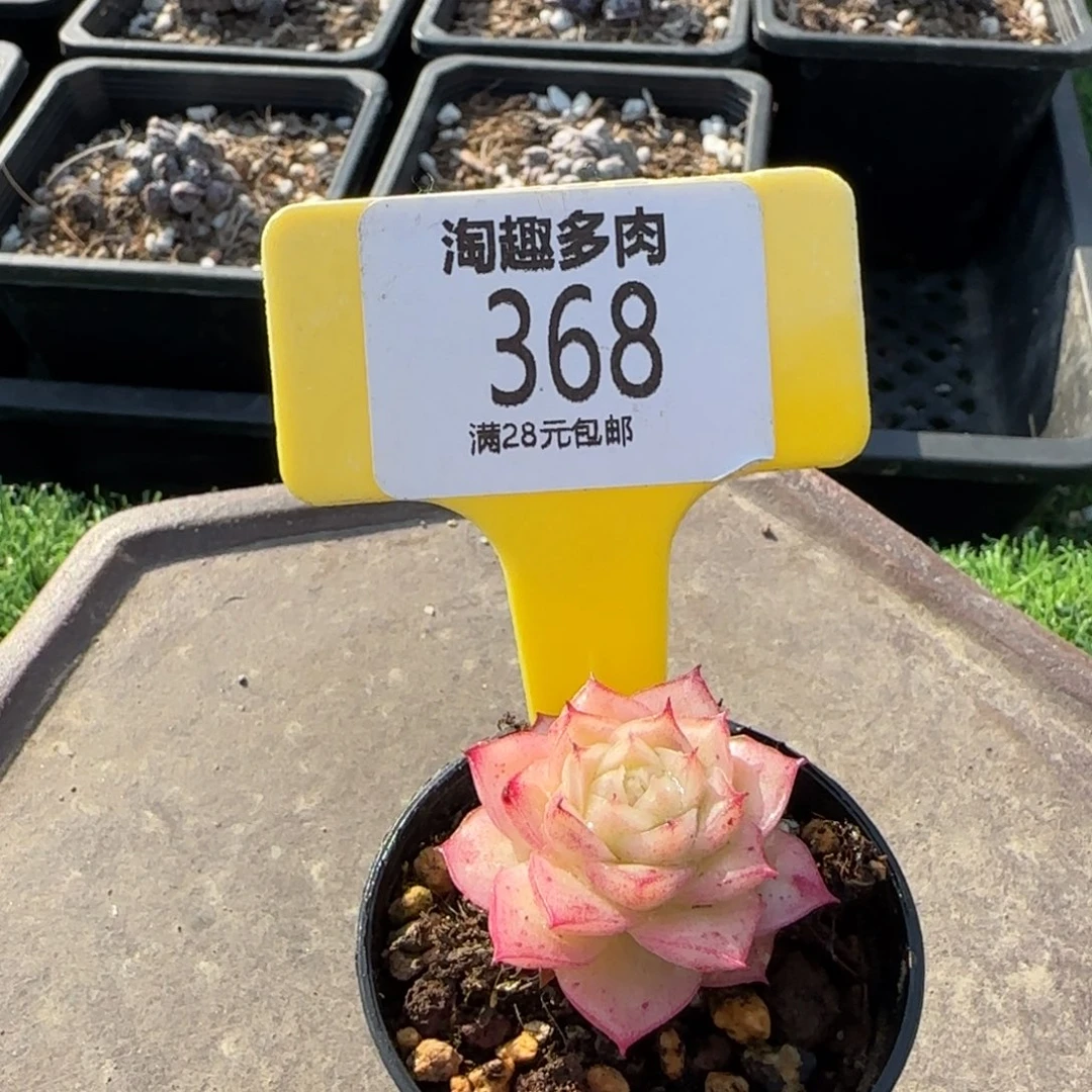 多肉植物红边麦杆哇塞