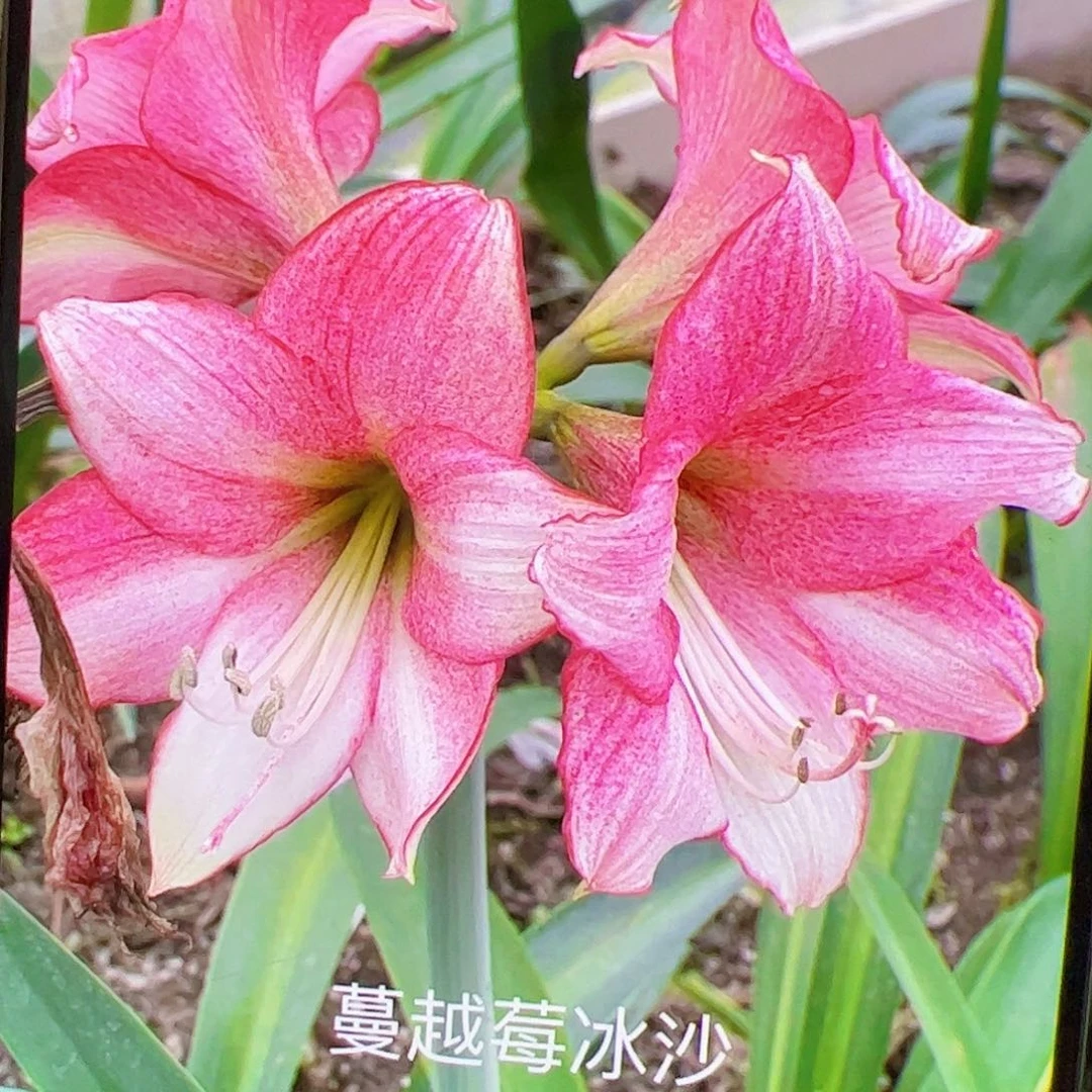 朱顶红草莓冰沙3号