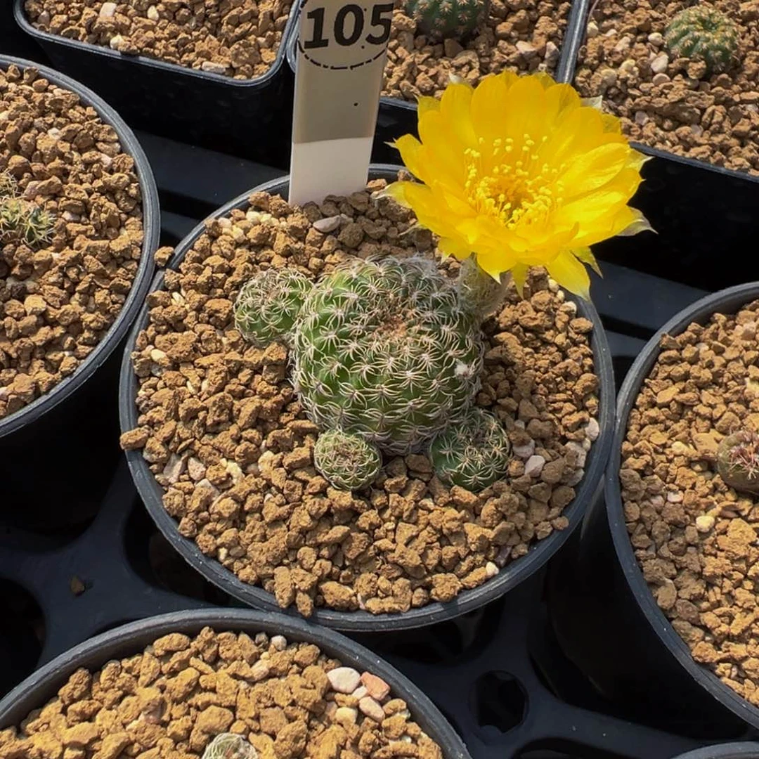 105实生根黄花丽花仙人球多肉植物