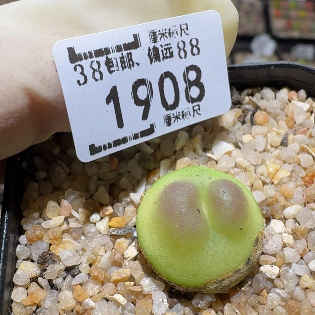 zzzz生石花肉锥1908