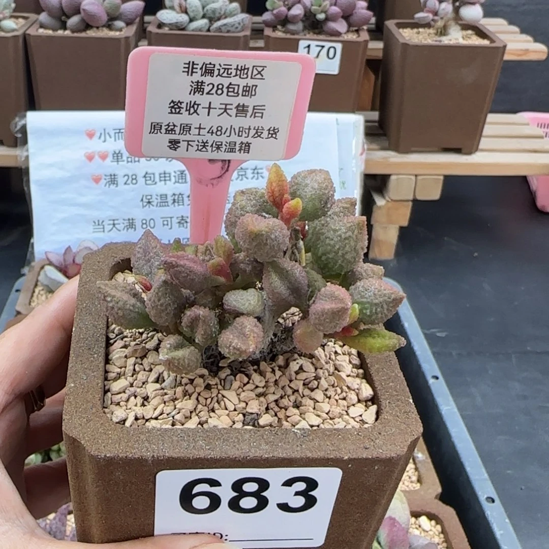 冰***酱683黄金奶油果多肉植物