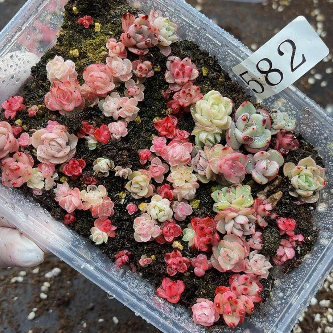 多肉植物多肉植物582