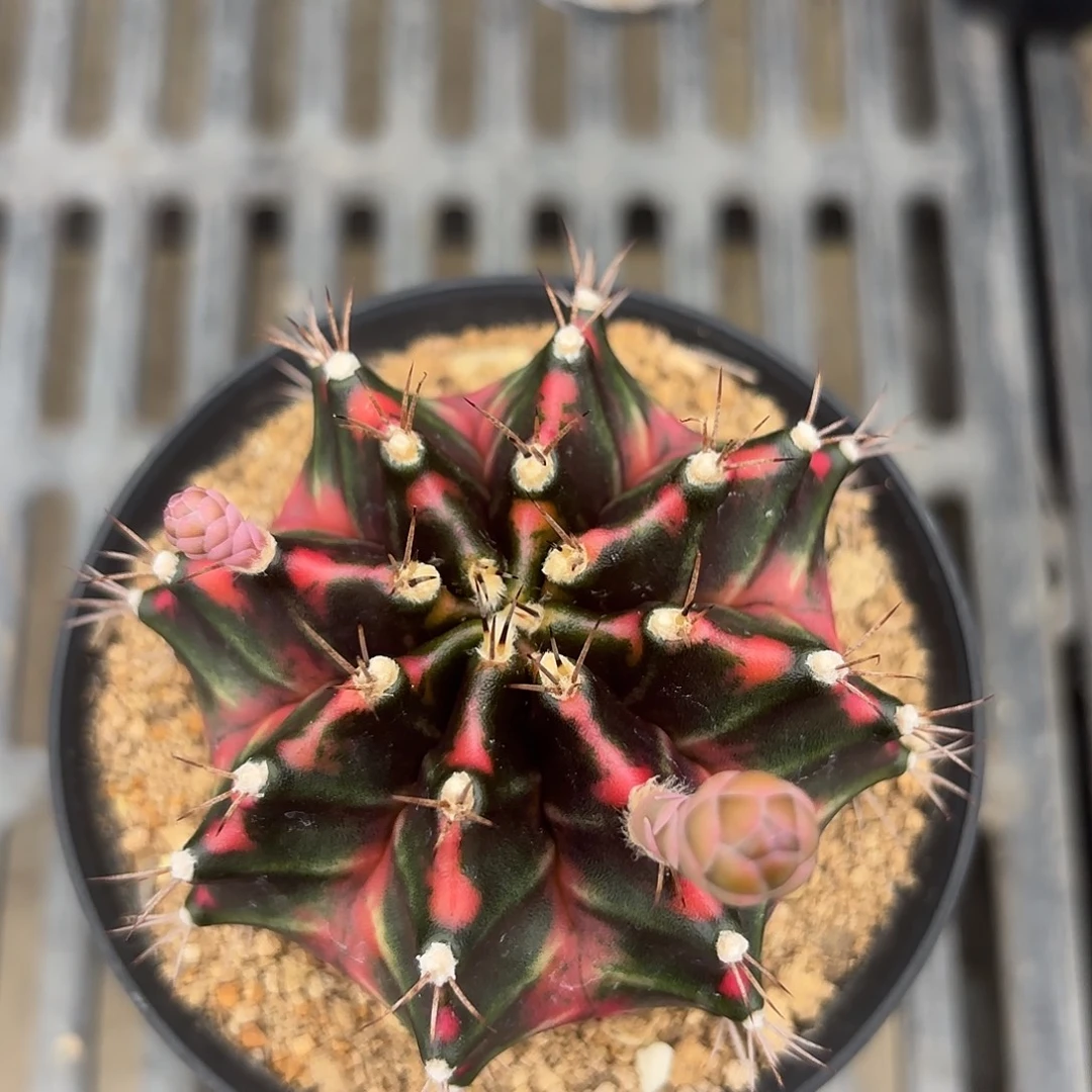 Z673-1011泰国米哈杜鹃