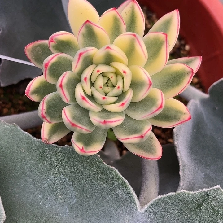 阿诗娜锦多肉植物
