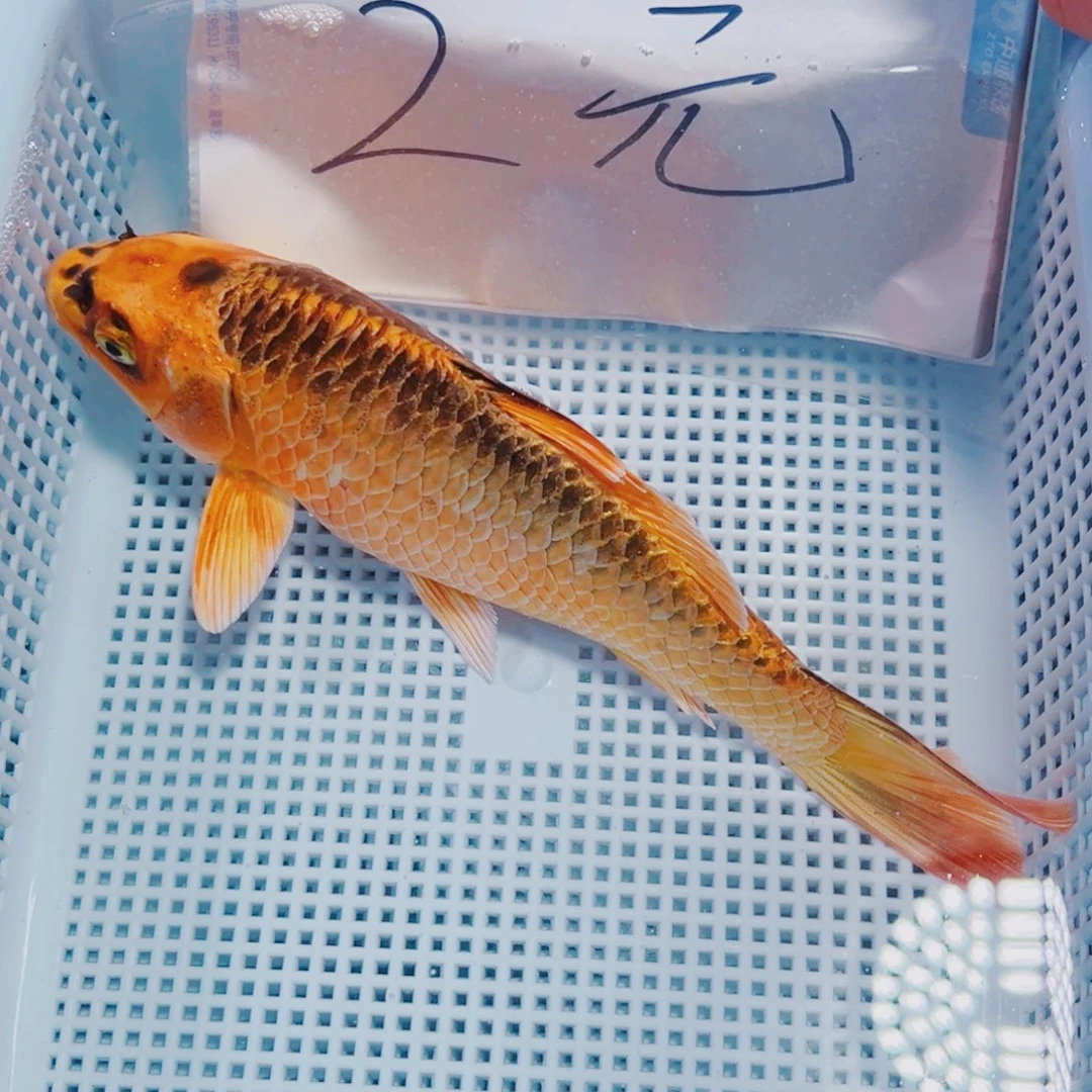 海水鱼锦鲤冷水160