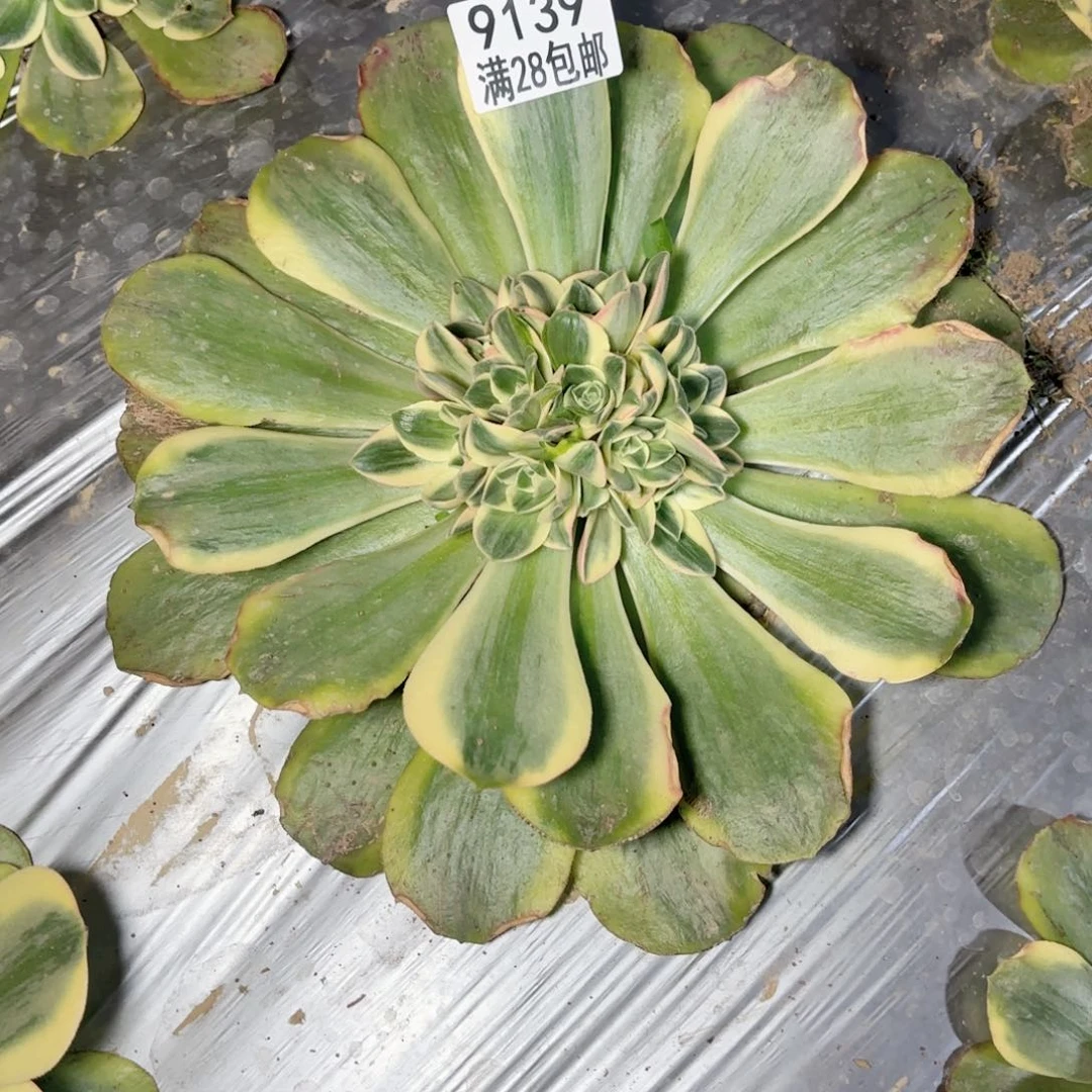 G. 9139香炉盘白金多肉